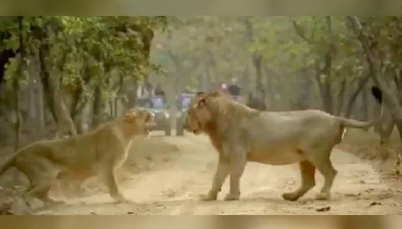 Fight between lion and lioness goes viral