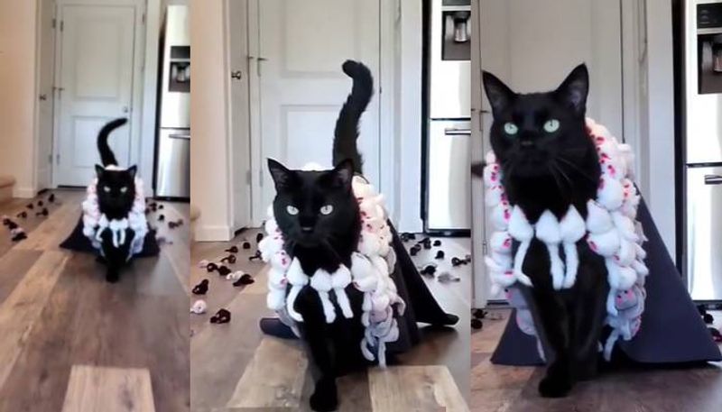 catwalk of a cat is viral on social media