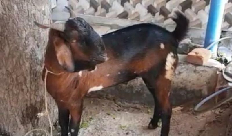 Bizarre Kanpur police arrest a goat for not wearing a mask