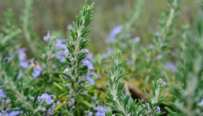 dried rosemary in our kitchen