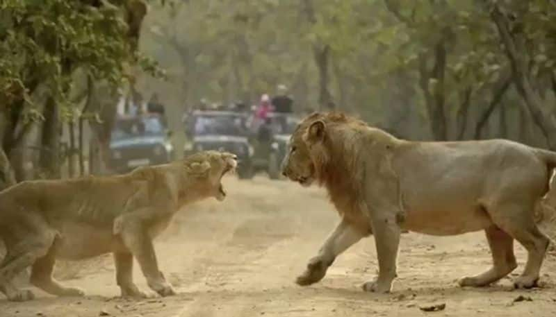 A Lion And Lioness Fight In  Gir Forest