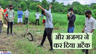 घायल पड़ा था अजगर, जब युवक उसे रेस्क्यू करने उठाने लगा..तो देखिए कैसे कर दिया अटैक