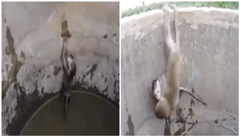 Video Of Mother Monkey Rescuing Her Baby From Well Breaks Internet