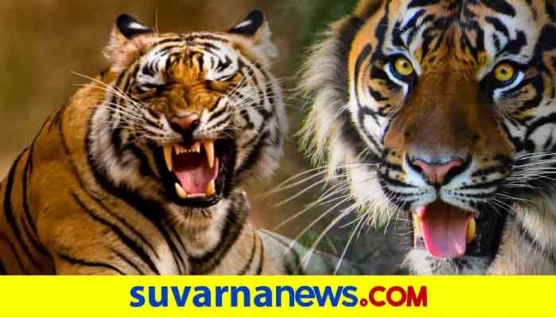 Bhadra wildlife sanctuary most liveable place for Tigers