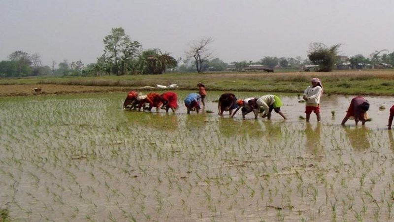 number of farmers register in PMFBY Decline in chikkaballapur snr