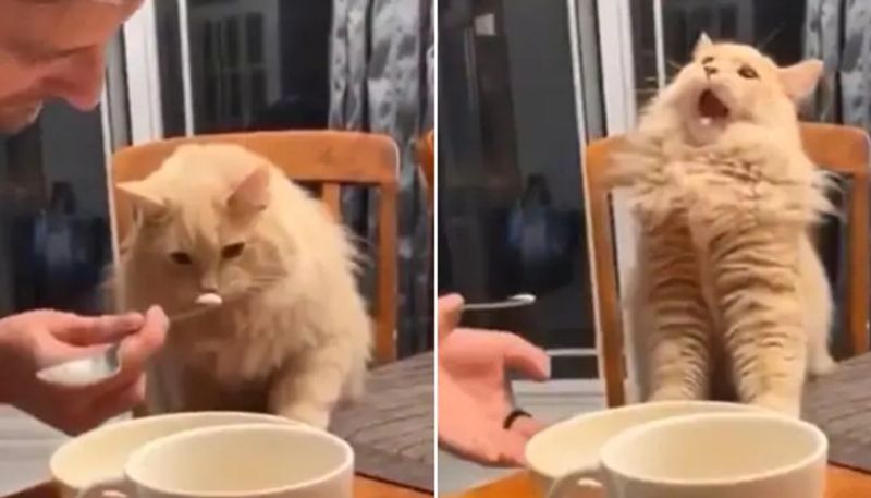 video in which a cat tastes ice cream for the first time