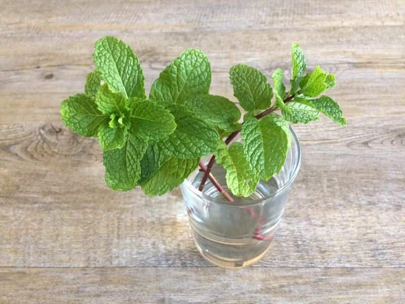 herbs and plants root in water