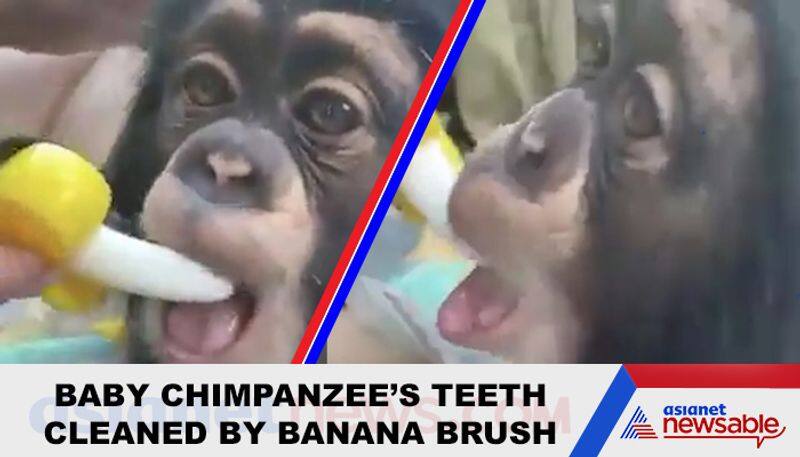 Viral video Woman brushes chimpanzee's teech with 'banana brush'