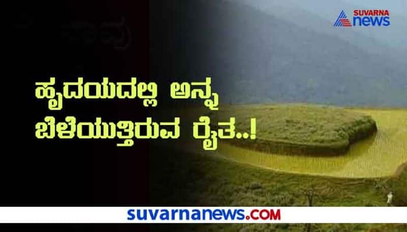 Heart Shaped Paddy Field in Chikkamagaluru Picks goes Viral