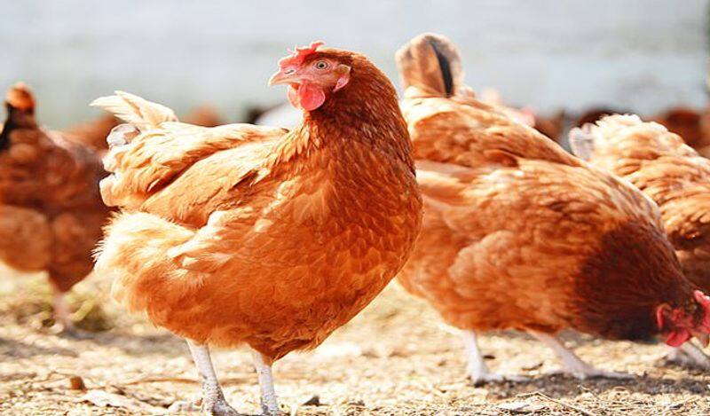 Corona in chickens from Brazil, Chinese disease control officials shocked.