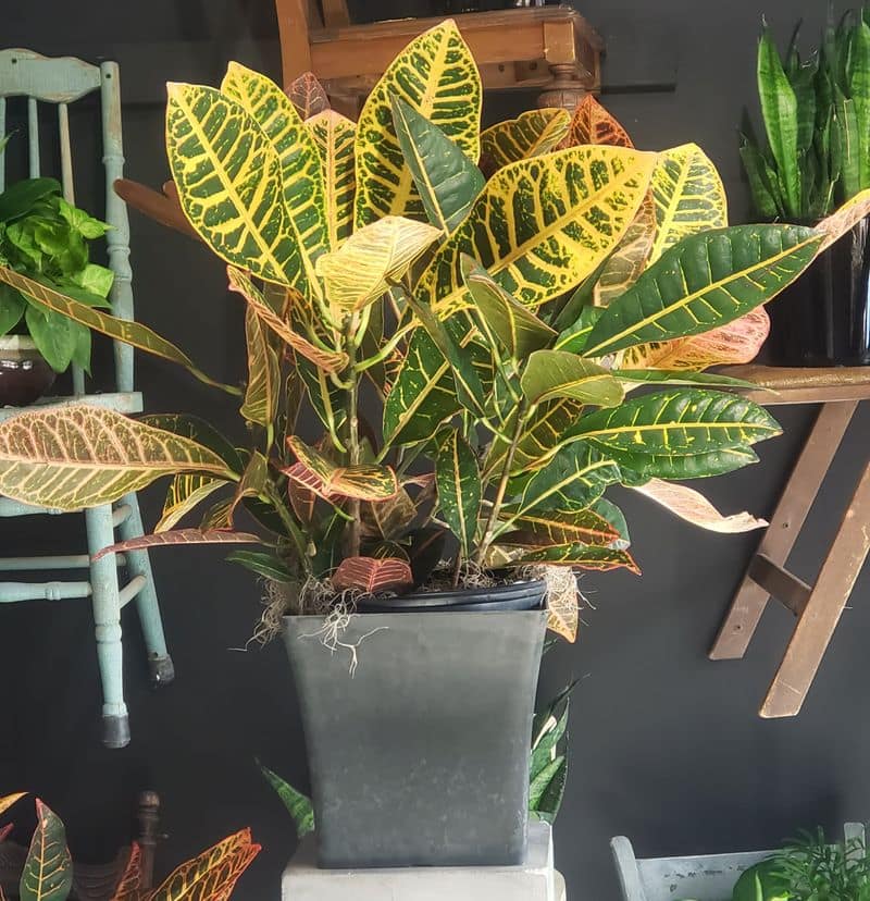 Croton Plant and pets