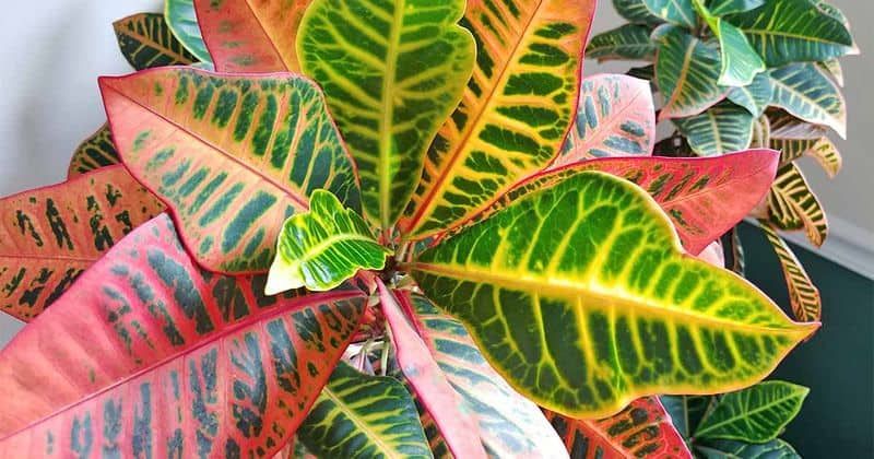 Croton Plant and pets