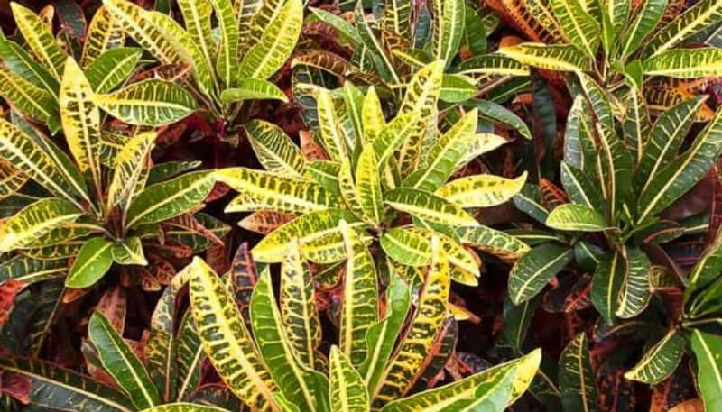 Croton Plant and pets