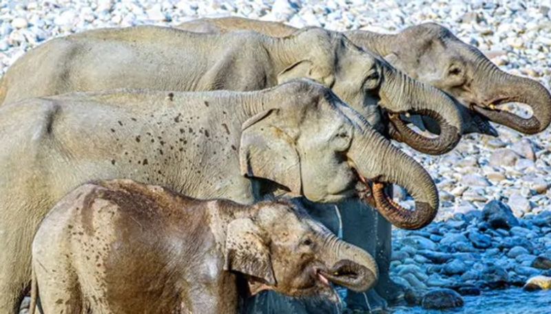 can you count how many elephants in this single frame