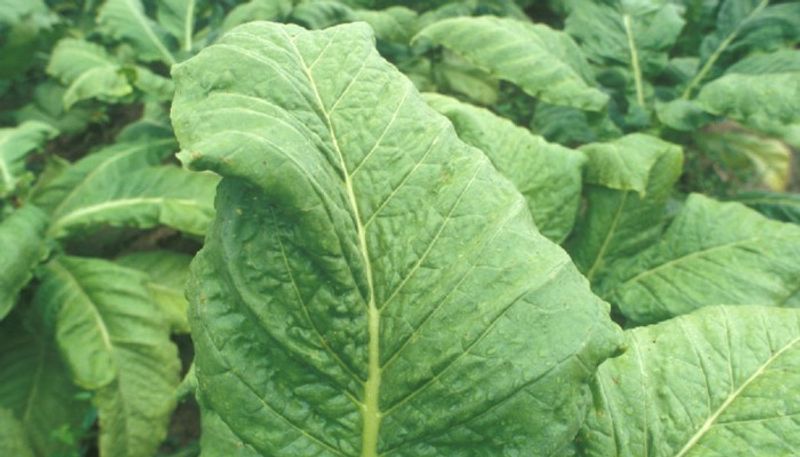 covid vaccine from tobacco plant is ready to go for a human trial