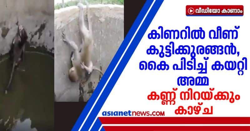 viral video of mother monkey saving baby monkey