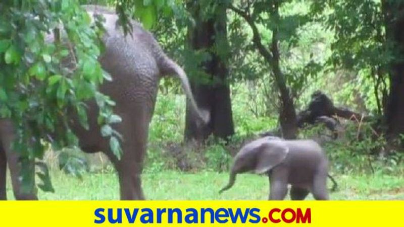 Birth of a male elephant in Bannerghatta Biological Park in Bengaluru