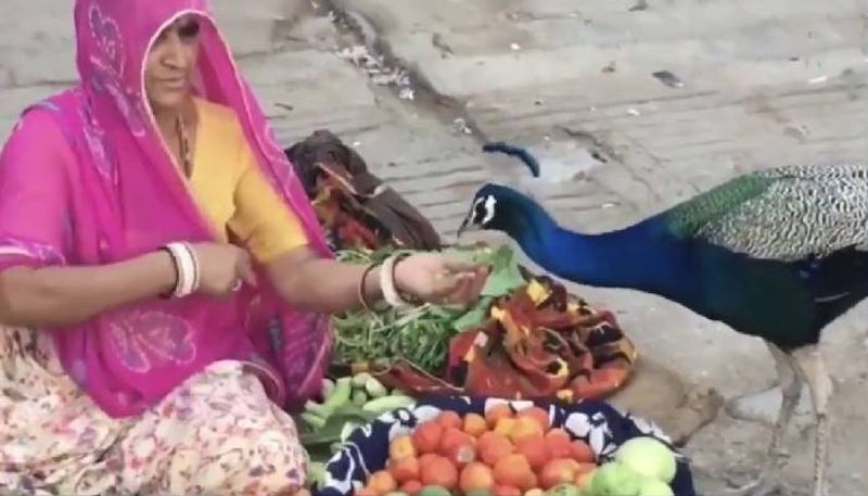 Woman vegetable vendor feeds peacock with her hands in viral video