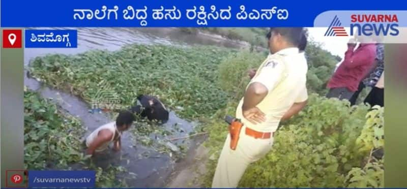 Cow Drowning in Canal Rescued in Shivamogga