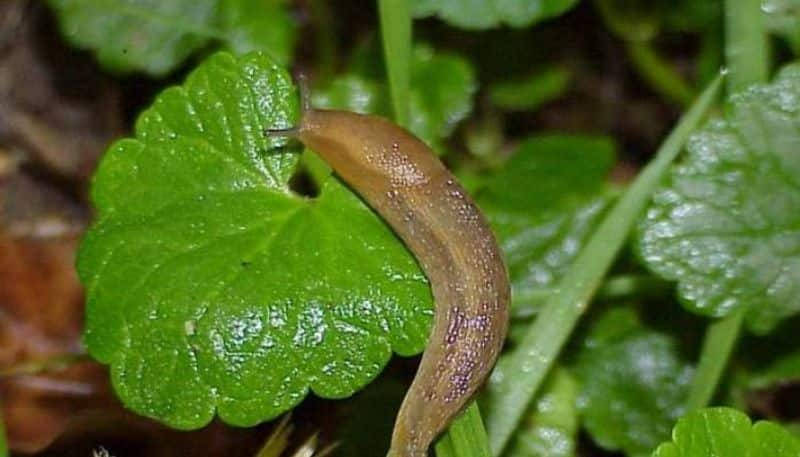 get rid of slugs by using beer