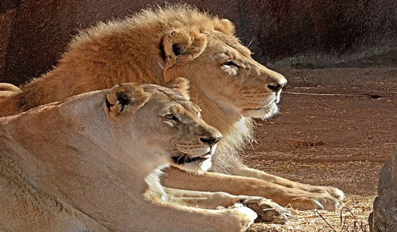 two lions escape at singapore changi airport gow