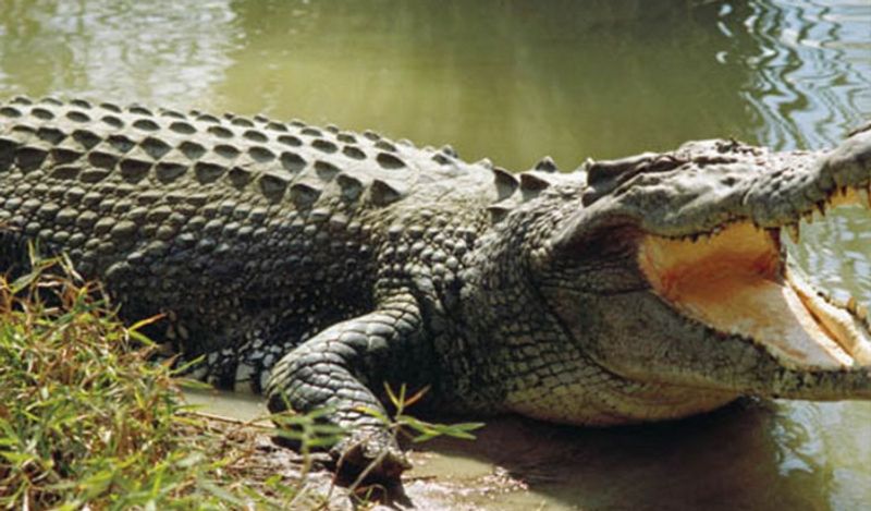 UP Village Holds Crocodile Hostage Asks For Rs 50000 Ransom