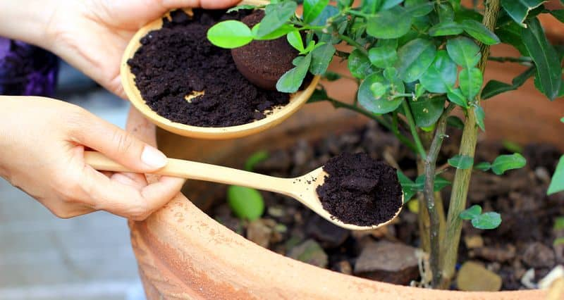 coffee grounds for your garden