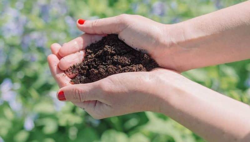 coffee grounds for your garden