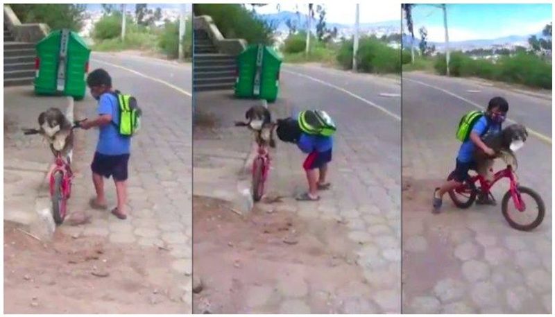 young boy putting face mask on pet dog during bicycle ride