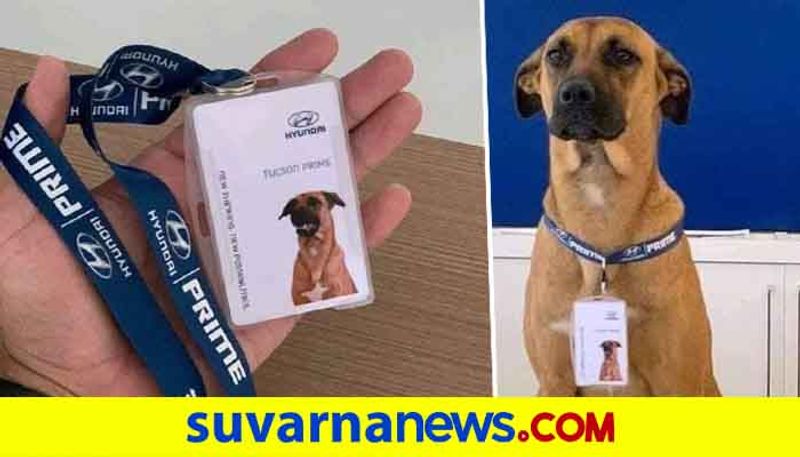 Brazil Hyundai Showroom appoint street dog as a car salesmen