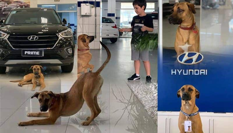 Hyundai showroom adopts street dog, makes him car salesman