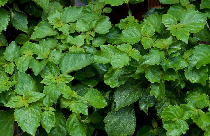 how to grow patchouli