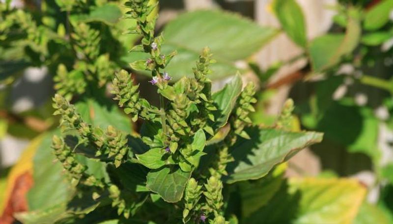 how to grow patchouli