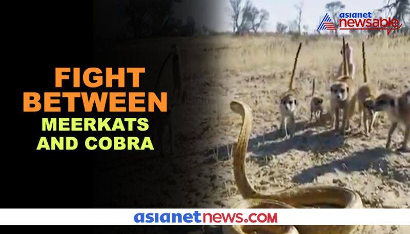 Watch Cobra's intense battle with gang of meerkats; video goes viral