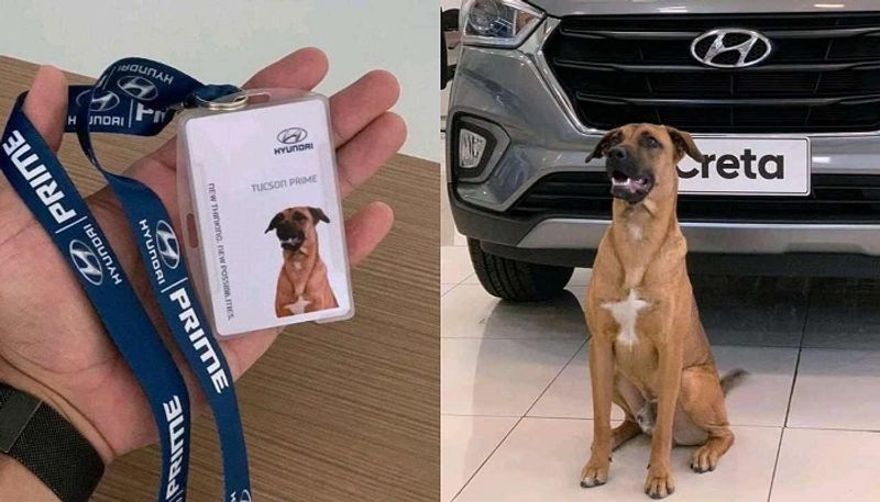 Hyundai Car Showroom Adopts Local Stray Dog And Make Him Sales Consultant