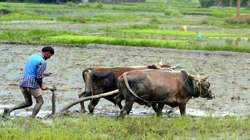 farmers  conduct survey of crops using app