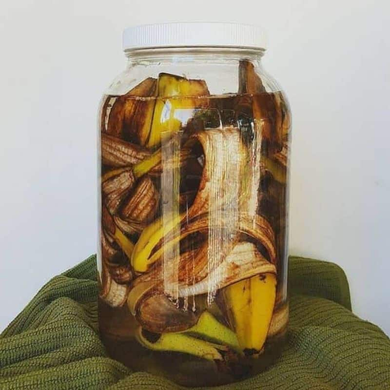 banana peels compost tea