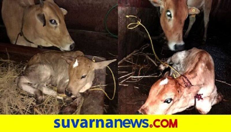 Cow gives birth to calf in Udupi Sri Krishna Matha