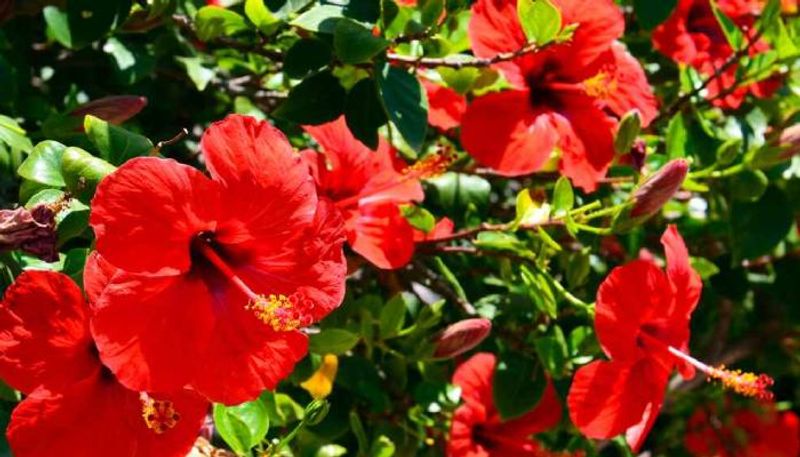 is your Hibiscus leaves turning yellow? reasons