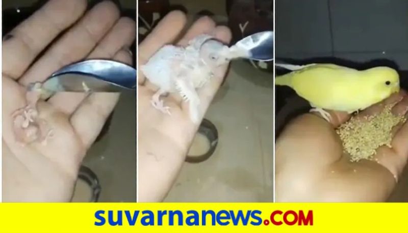 man raises baby parrot after its mothers death internet loves heartwarming video