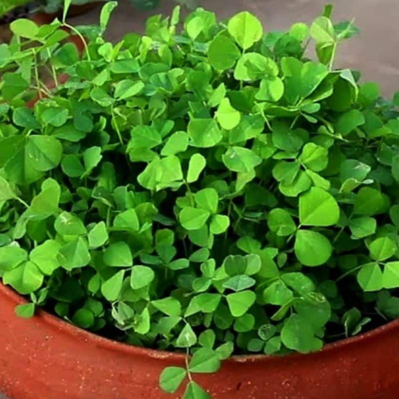 how to grow methi in home