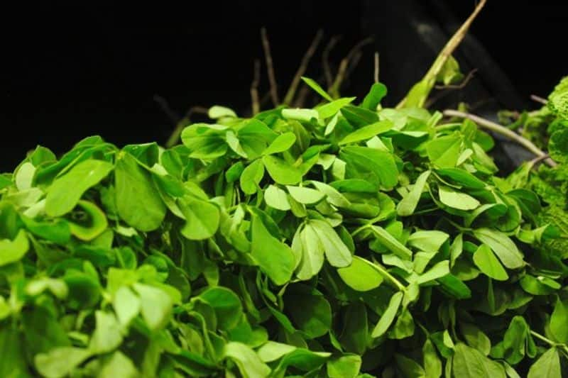 how to grow methi in home