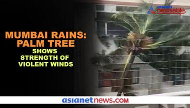 Mumbai rains: Palm tree takes beating as violent winds pick up pace; Anand Mahindra shares viral video