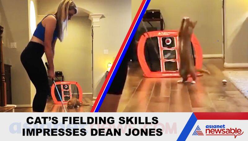 Cats fielding skill impresses netizens; Dean Jones shares viral video