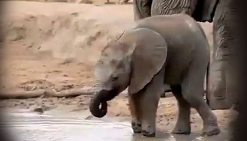 Suvarna Gave Birth  to a Baby Elephant in Bannerghatta Zoo