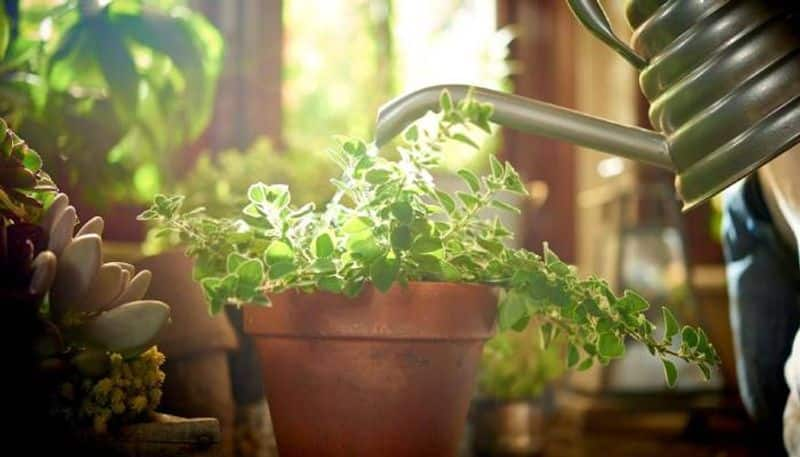 distilled water for indoor plants