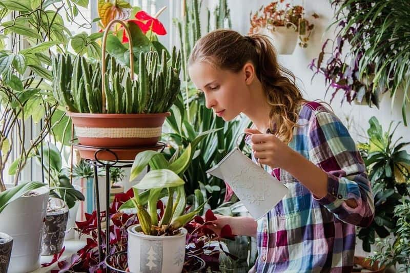 distilled water for indoor plants