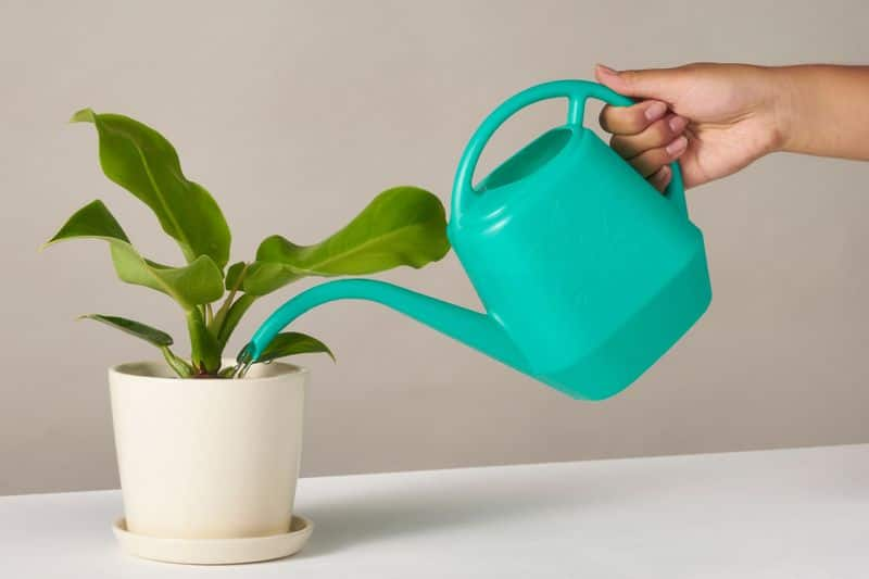 distilled water for indoor plants