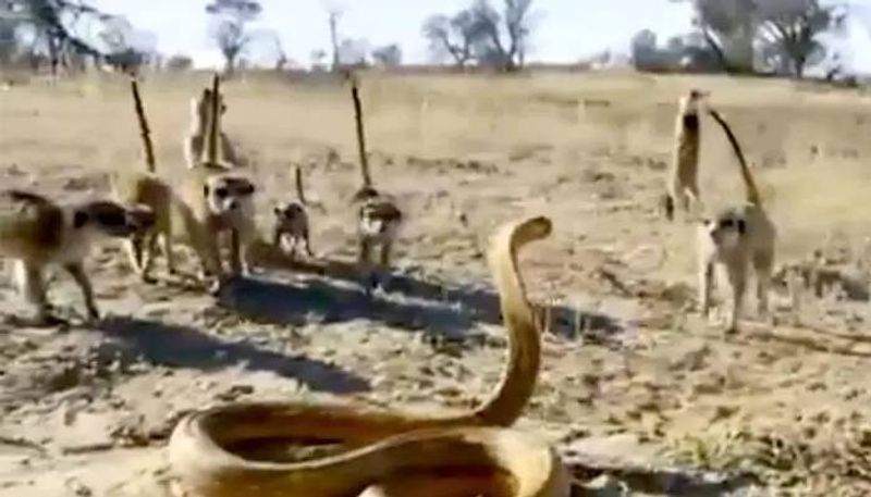 Cobra fights with gang of meerkats video viral