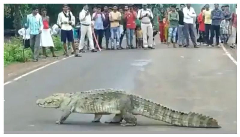 People Anxiety for Crocodile Entry to Village at Dandeli in Uttara Kannada grg